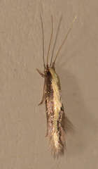 Opogona stenocraspeda