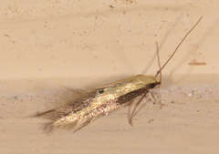Opogona stenocraspeda
