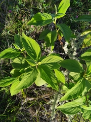 Varronia cylindrostachya