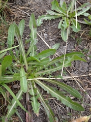 Taraxacum bessarabicum