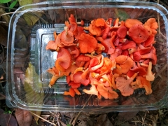Cantharellus coccolobae