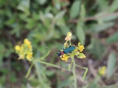 Cartallum ebulinum