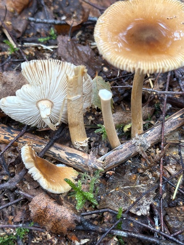 Tawny Grisette