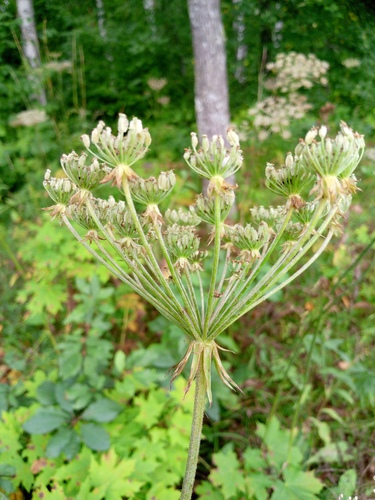 Silphiodaucus prutenicus observed 2026-08-27
