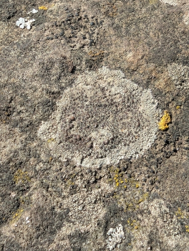 Lecanora subfusca observed 2026-10-01