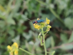 Cartallum ebulinum