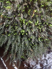 Mnium lycopodioides