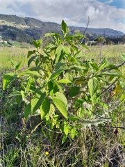 Varronia cylindrostachya