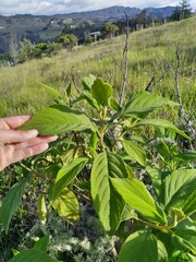 Varronia cylindrostachya