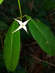 Faramea occidentalis