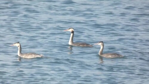 Great Crested Grebe