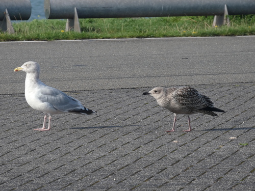 European Herring Gull