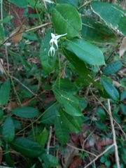 Faramea occidentalis