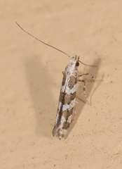 Acrocercops irrorata