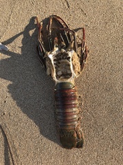 Panulirus penicillatus