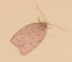 Garrha repandula