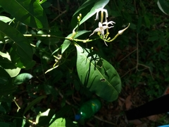 Faramea occidentalis