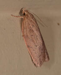 Garrha repandula