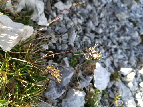 Poa alpina observed 2026-09-26