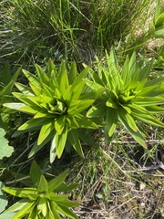 Lilieae