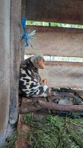Spilocuscus maculatus observed 2026-10-01