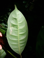 Faramea occidentalis