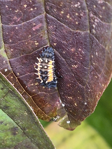 Asian Lady Beetle