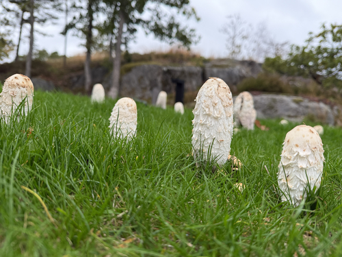 Shaggy Mane
