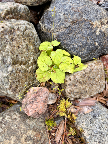 Circaea alpina observed 2026-09-30