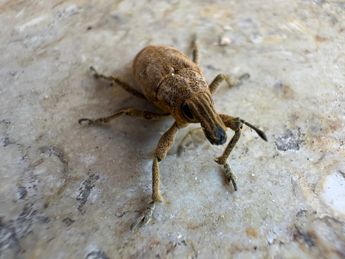 Large Thistle Weevil