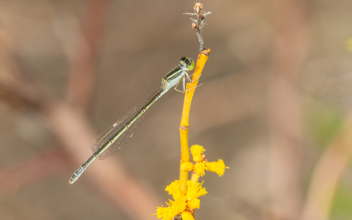 Aurora Bluetail