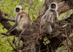 Semnopithecus entellus