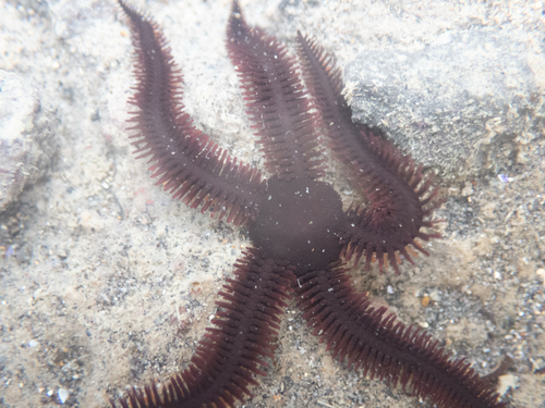 Ophiopteris antipodum observed 2026-09-27
