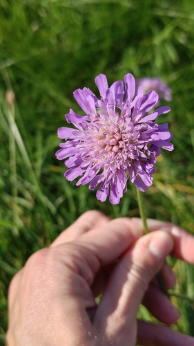 Field Scabious