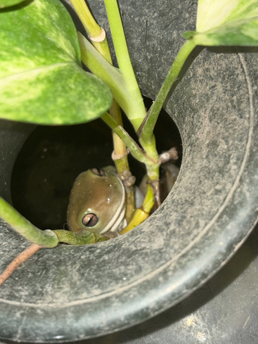Green Tree Frog