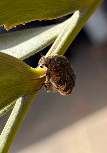 Mango Flower Beetle