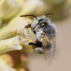 Anthophora hololeuca