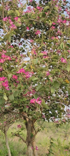 Bauhinia variegata observed 2026-10-01