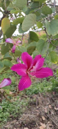 Bauhinia variegata observed 2026-10-01