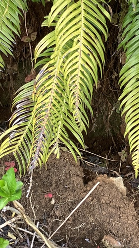 Lomaridium attenuatum observed 2026-10-01