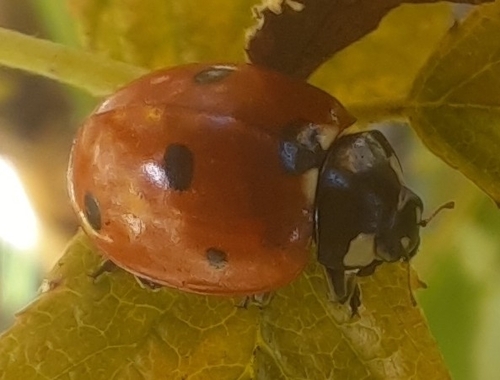 Seven-spotted Lady Beetle