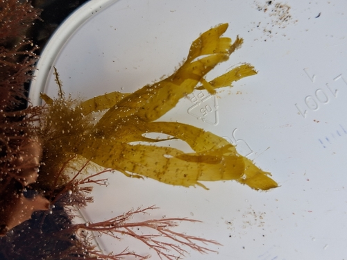 Taonia atomaria observed 2026-09-28