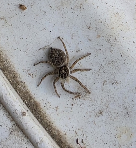 Half-edged Wall Jumping Spider