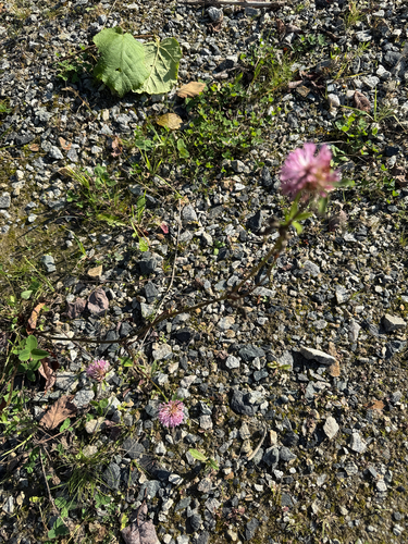 Red Clover