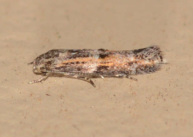 Elachista delira