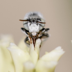 Anthophora hololeuca