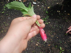 Raphanus sativus longipinnatus