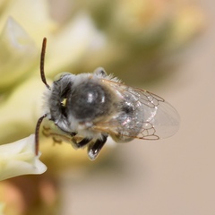 Anthophora hololeuca