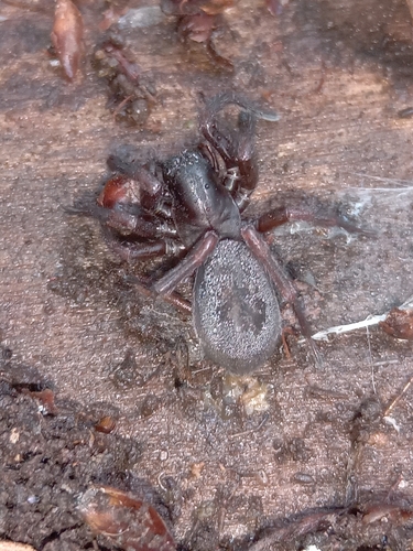 Ground-Living Spider
