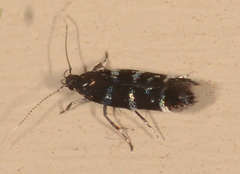 Stagmatophora argyrostrepta